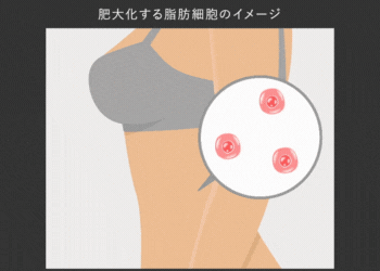 脂肪細胞